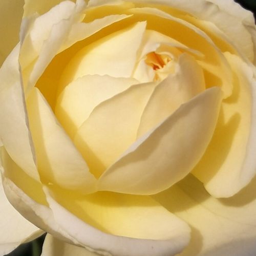 Online rózsa kertészet - virágágyi floribunda rózsa - sárga - Rosa Lemon™ - intenzív illatú rózsa - PhenoGeno Roses - Intenzív illatú, nagyvirágú fajta.